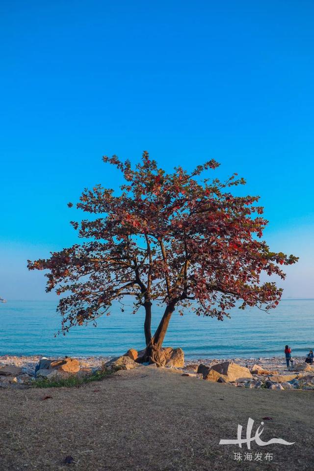 上新！珠海“顶流爱心树”浪漫升级，出片率100%！