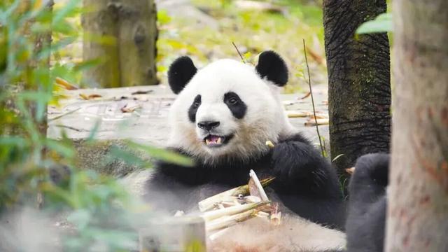 看大熊猫+逛城厢村糖会，这条「萌甜双buff路线」，快收藏！