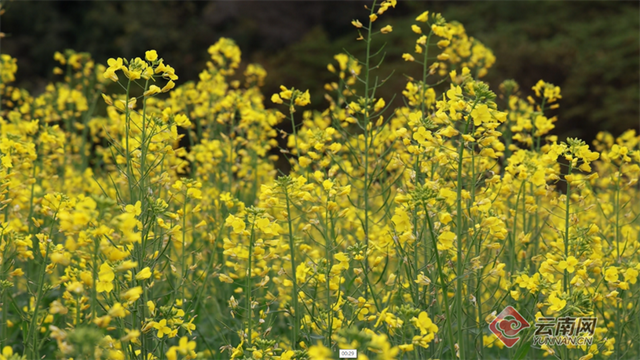 没看错！云南第一波油菜花已经金灿灿啦