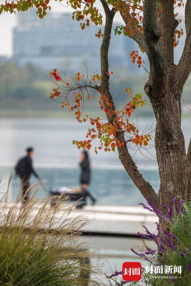 赏秋不跑远 成都多个城区公园也能看红叶｜图集