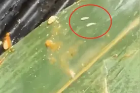 被投诉盘里有活蛆的阿亲家烤肉店：曾有门店违法排放油烟被罚图片