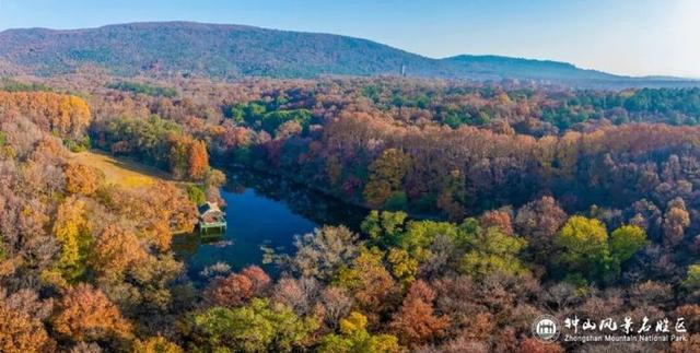 没来过紫金山，就不算看过南京的秋