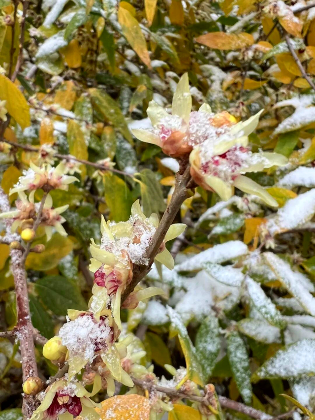 踏雪寻梅！来河南邂逅冬日限定浪漫吧