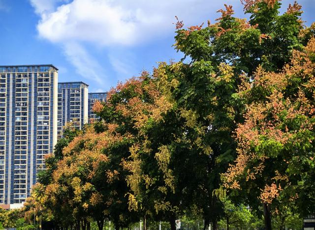 栾树拉开桂林秋色序幕！这些路段、公园可欣赏美景