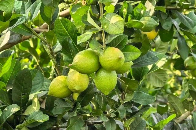 视觉增城｜“果”然有趣！快来正果邂逅甜蜜“丰”景