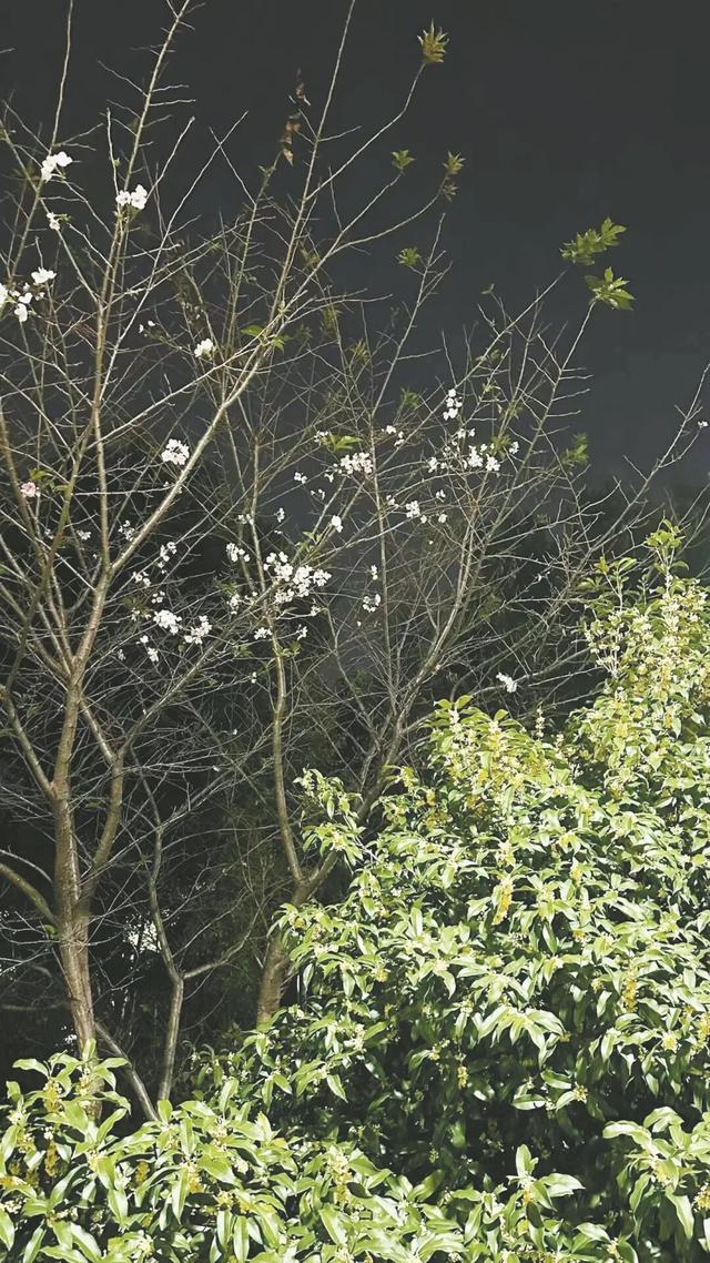 赶紧吸！绍兴，好香甜！