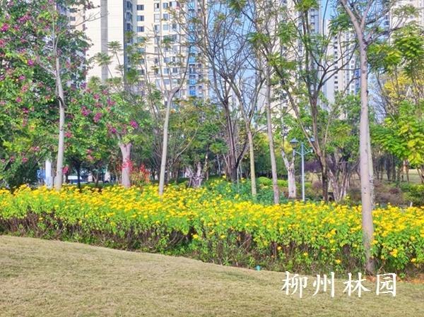 【绿化处】前茅公园冬日花海绽放