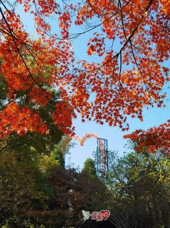 街头大量出现！常州人都已经捡上了