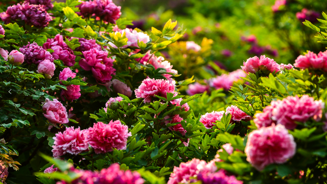 国家级名单公示！与洛阳牡丹有关→