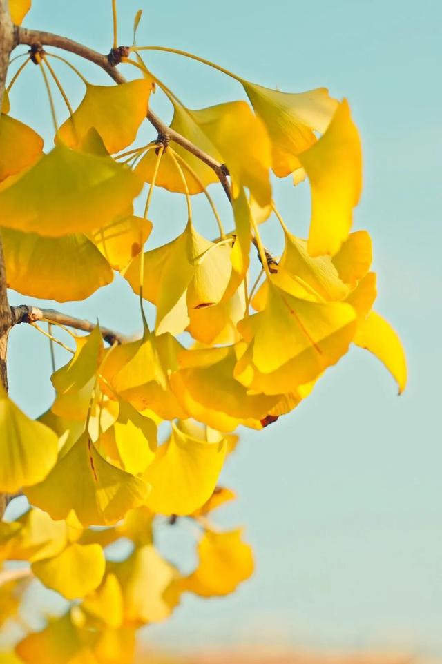 “好柿发生”～婺女洲的“柿”情画意你体验过吗？