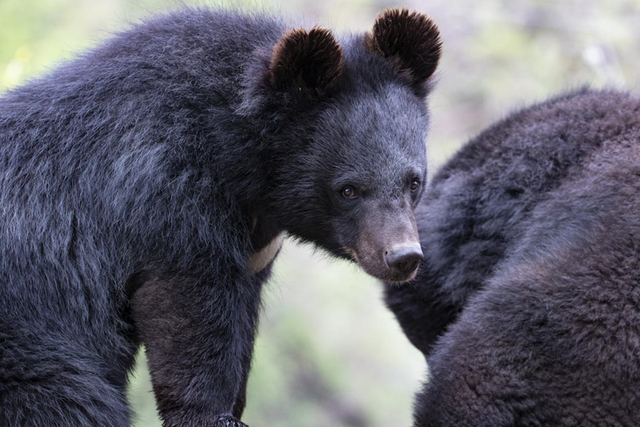科考旅行｜秘境山南生态考察报名