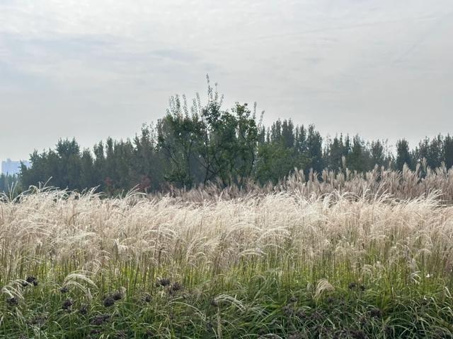 绒白胜雪！西安的芦苇仙境，氛围感拉满