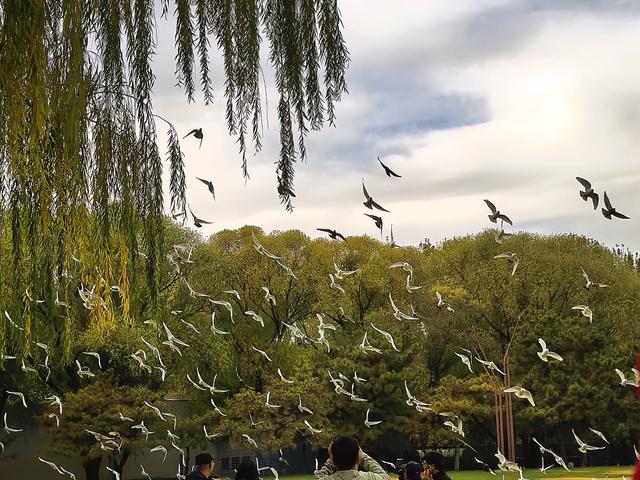 闯入秋日油画！紫玉公园红树林的天鹅舞会正在上演