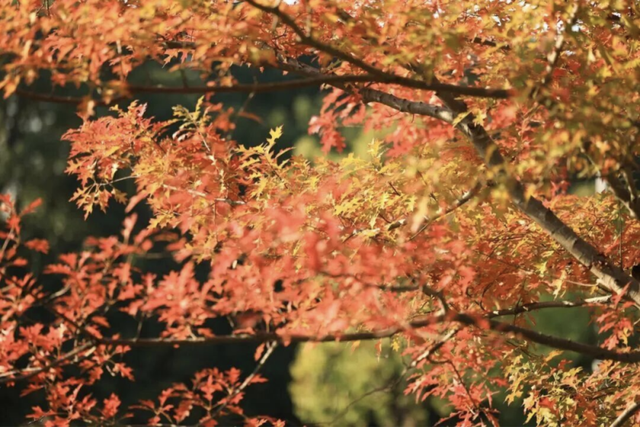 去爬山！这些五彩山林，竟然都在上海！