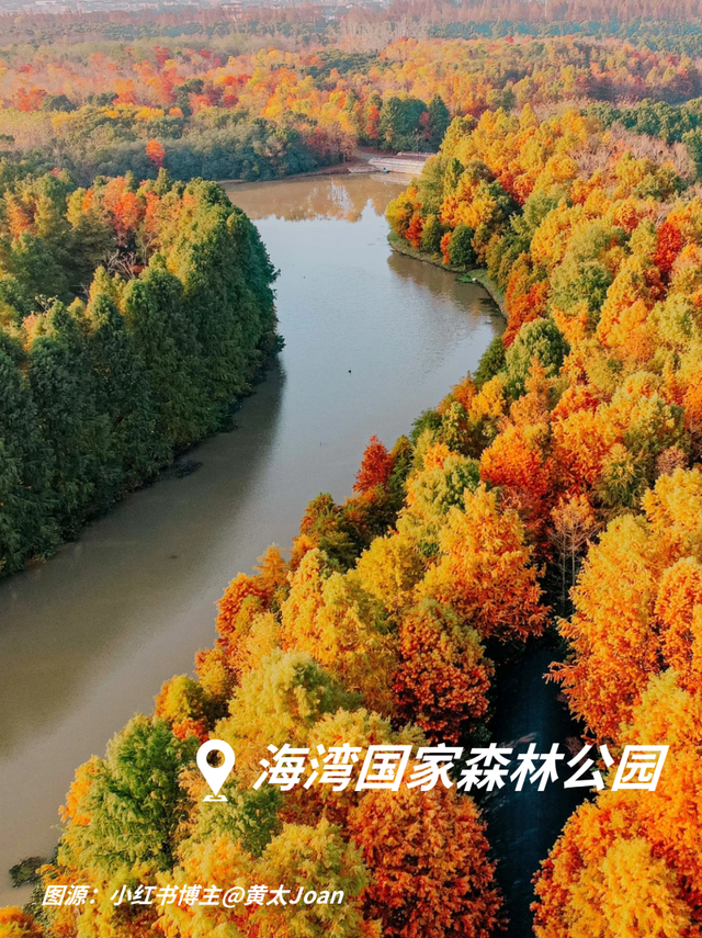 藏在奉贤的神仙自驾线！1天打卡古镇、森林、蓝海……人少出片到内存爆炸！