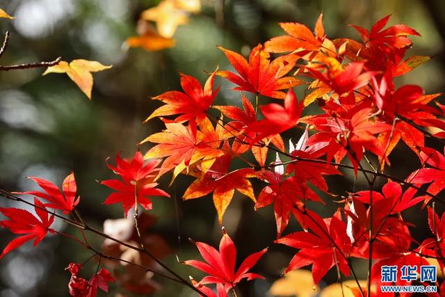 昆明迎来最美赏枫季 打卡攻略奉上