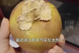女子发现苹果里竟长出蘑菇，中科院专家“千里求购”，研究后发现实为白参图片