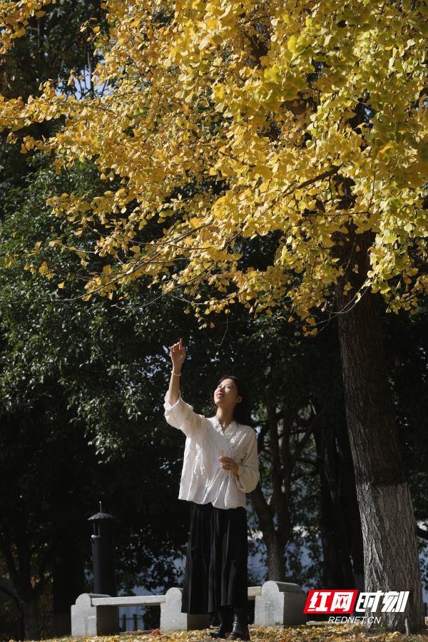 大美红图丨湘枫正红 银杏亮黄