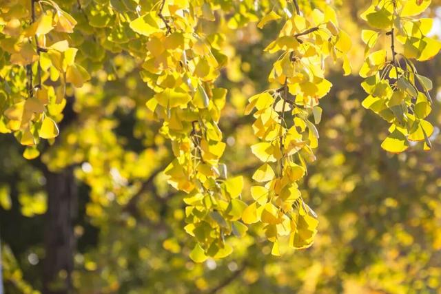 长宁最全银杏打卡点来啦，还有“宁宁”的私藏点位哦～【看“宁”的】