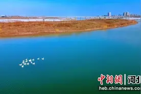 石家庄藁城区：生态环境好 水鸟来回归图片