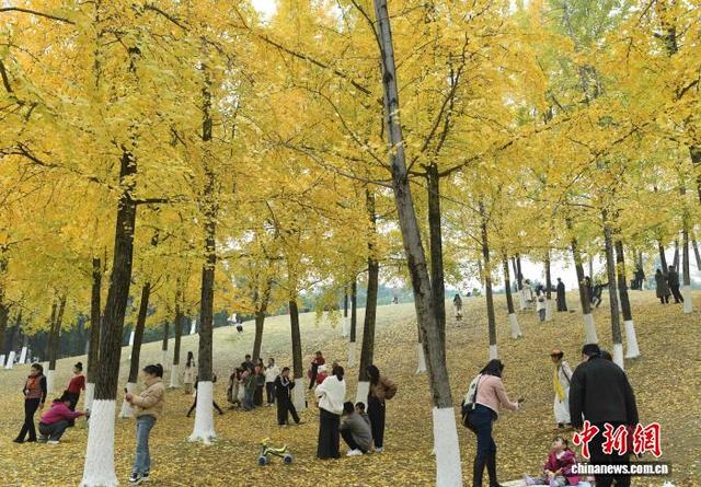 重庆：冬日银杏美如画 金黄满枝引游人