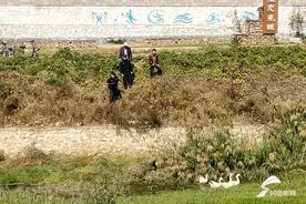 鹅鸭组团“离家出走” 枣庄山亭警方倾力找回图片
