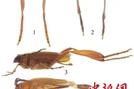 广西发现昆虫新物种志林肚天牛图片
