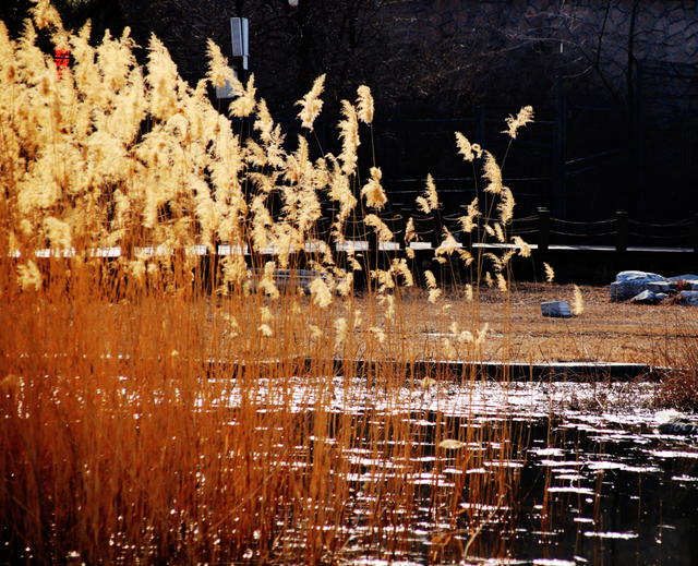 在圆明园看一片颠倒的世界