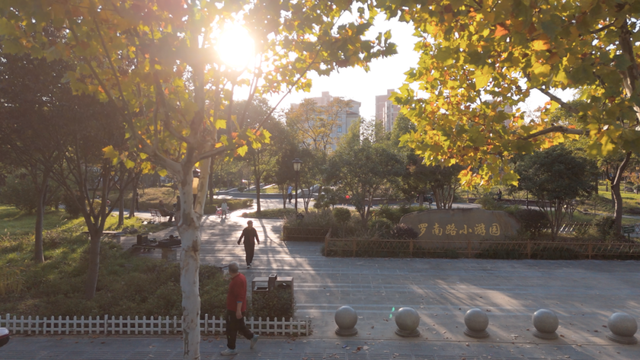 别眨眼！罗店马路秋色，一街一帧画正在限时上映