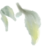 青睐绵阳 ‖ 马角秋日限定！解锁脆柿打卡新玩法，一日逛吃采摘攻略速领→