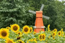 限时两天！免费领取向日葵！图片