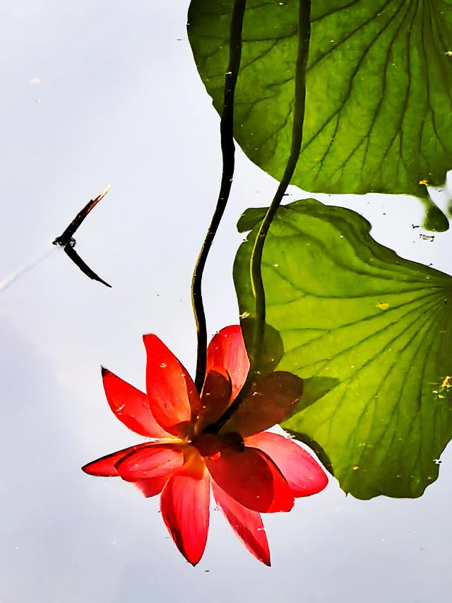 北京西海湿地公园晚荷美丽如画卷