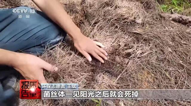 莫让“采菌游”无序生长