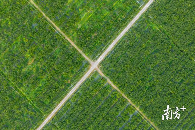 新会柑采摘季启幕！湾区文旅融合“柑”之如饴