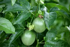 云南景东：种植百香果 拓宽致富路图片