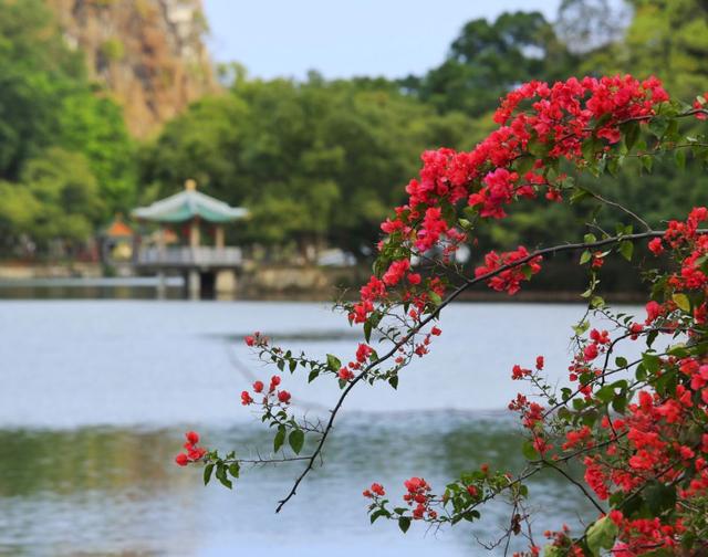 码住！肇庆这些秋冬花景即将上线，打卡别错过！