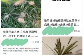 网络流行狗尾巴草祛痣引模仿，可能误伤皮肤组织或掩盖病变图片