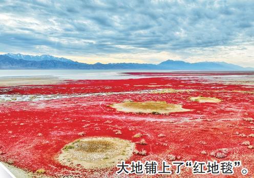 秋日观景正当时 青海乌兰县：盐爪爪染红高原湿地