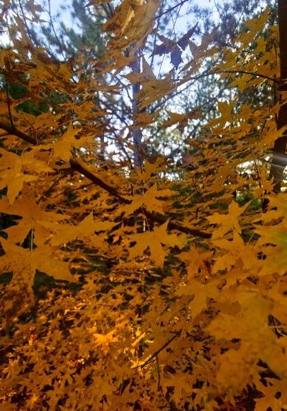 陕西靖边银湾“果子沟大桥”：黄土高原上的公路诗，解锁秋日文旅新地标