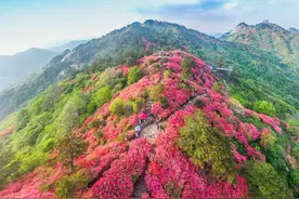 游客化身“推荐官”，麻城杜鹃在“云端”火出圈图片