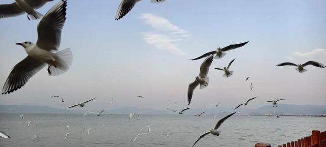 跟着海鸥追鸥气！打卡云南湖光的冬日诗意栖居