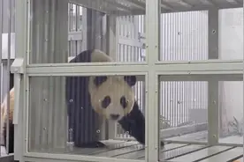 视频丨旅韩大熊猫福宝回家全纪录发布图片