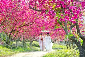 花期有约 2025年莽山瑶族桃花节3月1日开幕图片