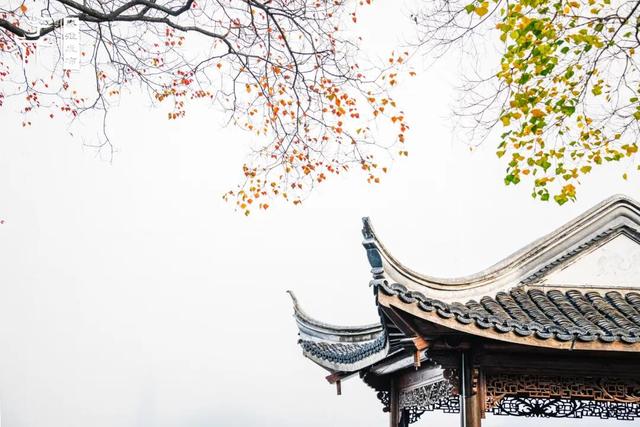 秦淮花事｜乌桕斑斓，半城秋色入画来