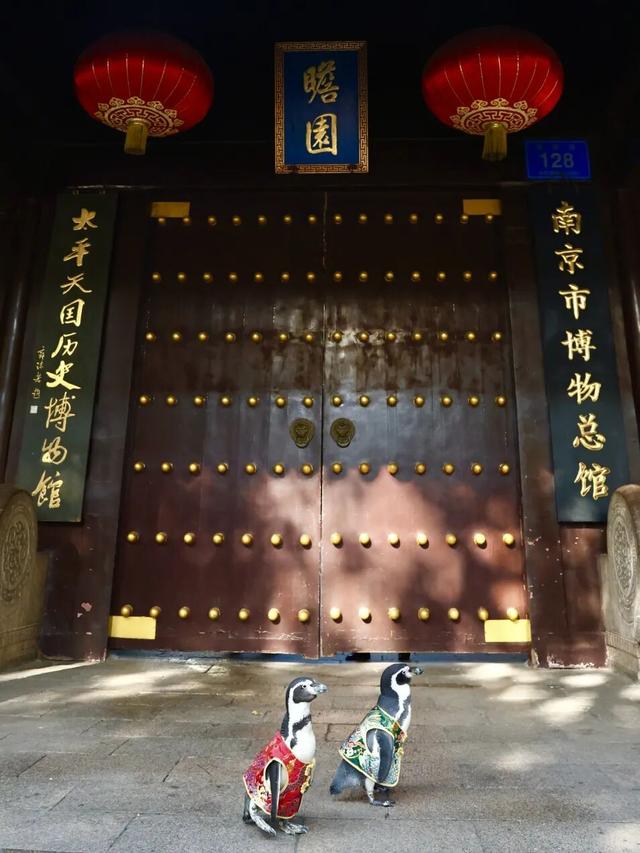 萌度“爆表”！洪堡企鹅最爱的瞻园秋景都在这里→