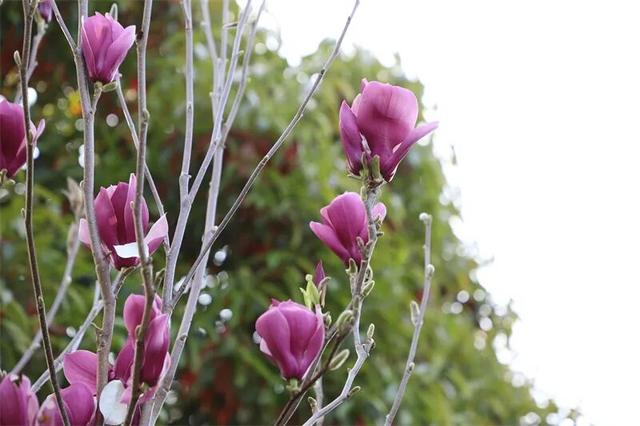 富源春色正好，玉兰花惊艳绽放！快来赴约这场春日盛宴