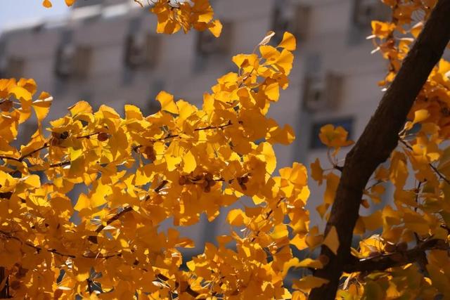 别错过，用Citywalk感受落叶的浪漫→