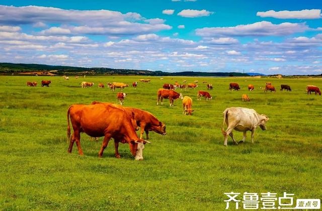 秋日的坝上草原，是天地间最恣意的写意画卷