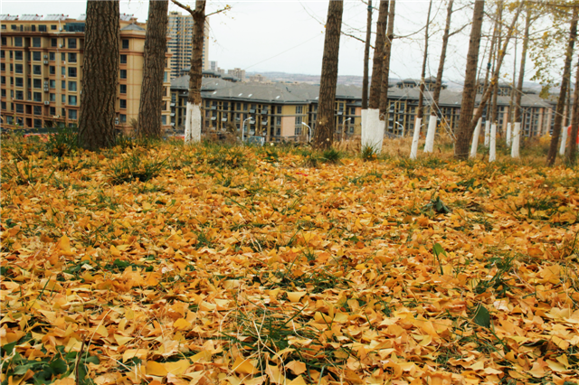 留住秋日浪漫！文登这7处区域落叶缓扫