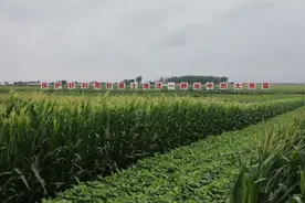 保护好耕地中的大熊猫，梨树有话说！图片
